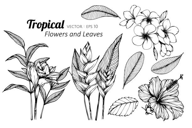 illustrations, cliparts, dessins animés et icônes de ensemble de collection de fleur tropicale et feuilles dessin illustration. - torch ginger
