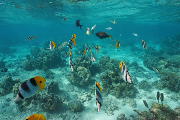 istock Tropical fishes underwater in lagoon Pacific ocean 1138210485