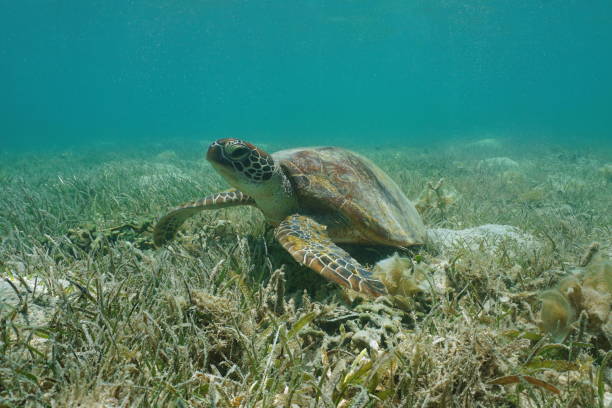 istock Under water green sea turtle grassy seabed Pacific 1138212020