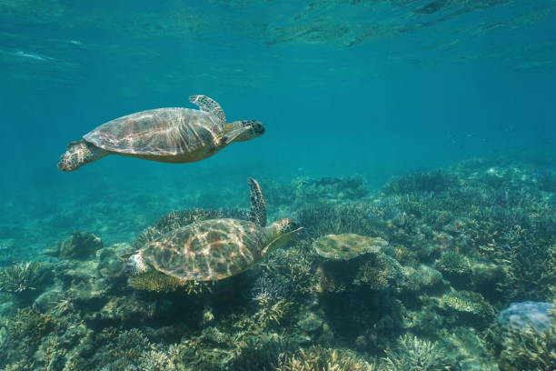 istock Two green sea turtles under water over coral reef 1138212250