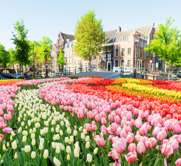 istock Houses of Amstardam, Netherlands 1138212722