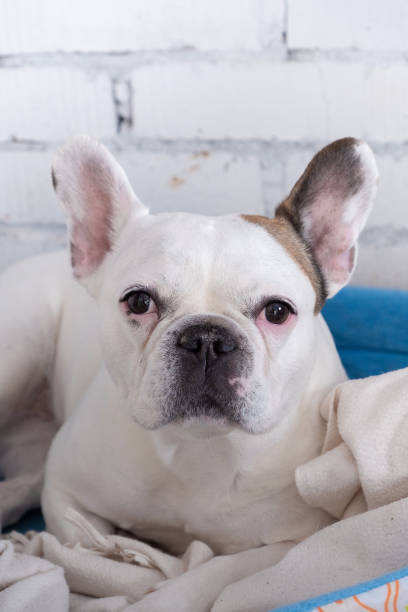 istock Cute white bulldog on a stove bench 1138212740