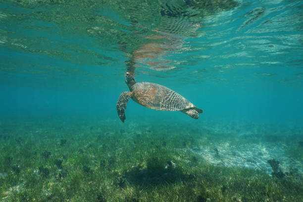 istock Underwater green sea turtle breathes sea surface 1138213997