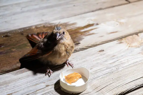 Closeup of one baby chick female red cardinal, Cardinalis, injured bird on wooden backyard deck patio floor at night with peanut butter in cup as food in Virginia