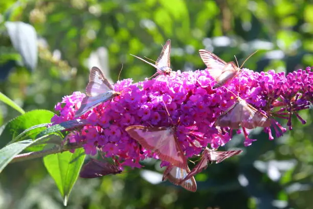 box tree moth butterflies eating nectar on the flowers of a butterfly-bush.  Cydalima perspectalis  is an invasive species destroying boxwood .