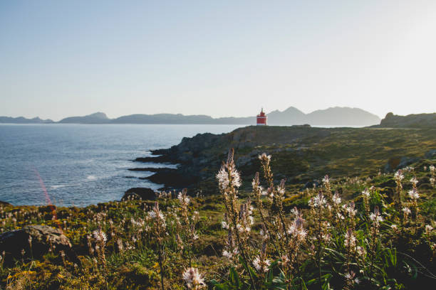 istock Wild flowers in Cabo Home 1138215151