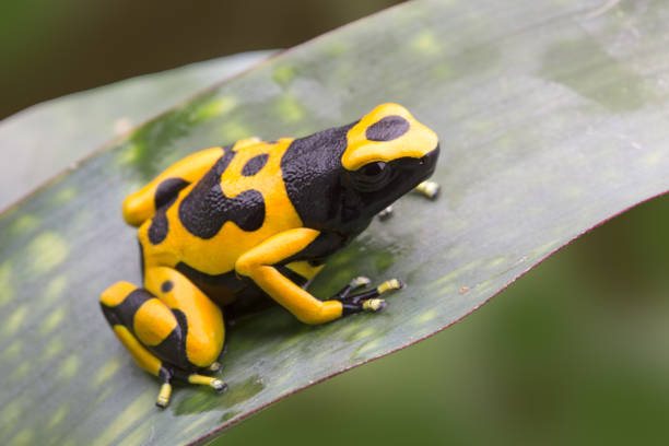 istock Bumblebee poison dart frog from the tropical Amazon 1138217611