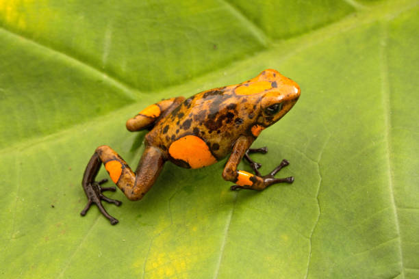 istock Poison dart frog, Oophaga histrionica 1138217638