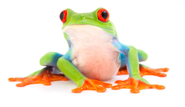 istock Red eyed monkey tree frog, Agalychnis callydrias 1138217674
