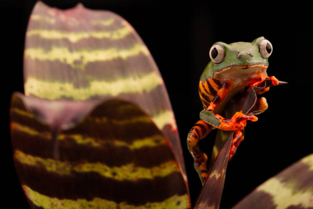 istock Tiger leg monkey tree frog, Phyllomadusa tomopterna. 1138217835