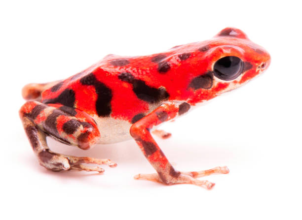 istock vibrant red poison dart frog 1138217906