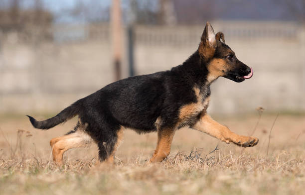 istock Sheepdog puppy for a walk 1138218275