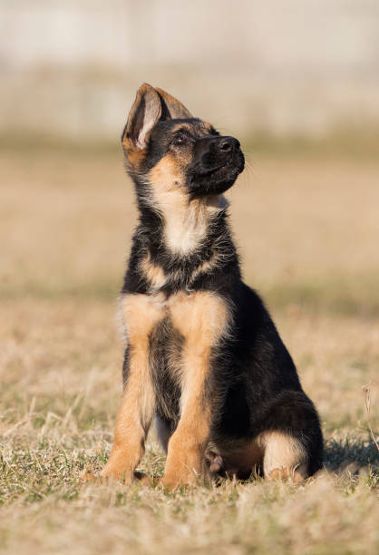 istock Sheepdog puppy for a walk 1138219066