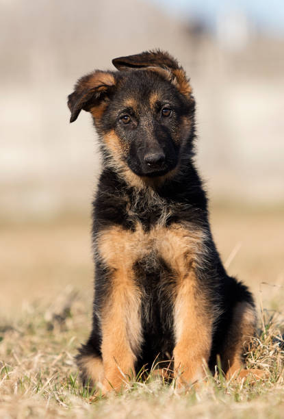istock Sheepdog puppy for a walk 1138219308