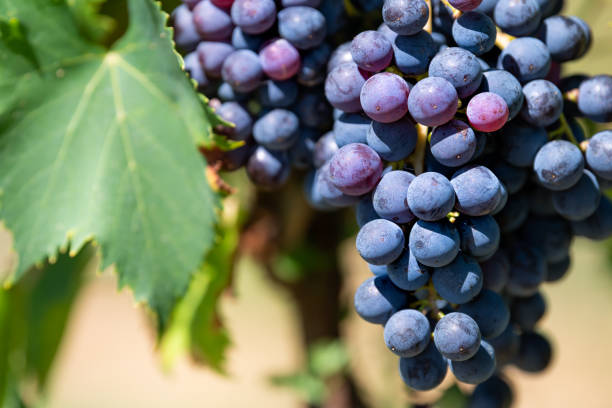 grandes uvas púrpuras en la vid colgante racimo en montepulciano, toscana, italia viñedo bodega bokeh fondo soleado día en el campo macro de cierre - vineyard ripe crop vine fotografías e imágenes de stock