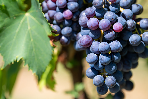Large purple wine grapes on vine hanging grapevine bunch in Montepulciano, Tuscany, Italy vineyard winery bokeh background sunny day in countryside macro closeup