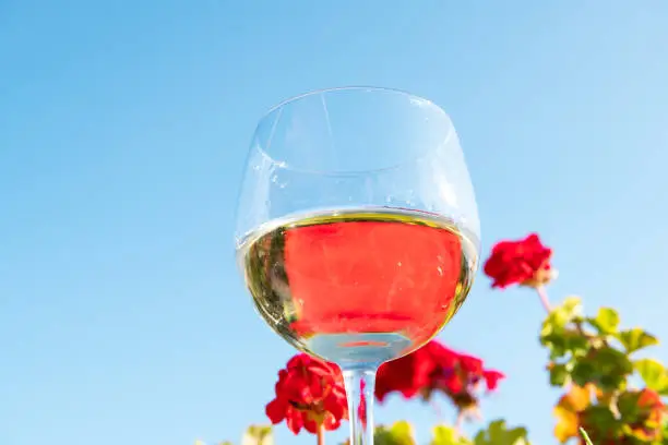 Macro closeup of one glass of white wine isolated in garden with reflection in water of red geranium flowers outside in Tuscany Italy summer blue sky