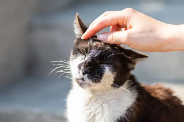Hand petting rubbing head of stray cat companion pet happy smiling affection bonding face expression cute adorable kitty with closed eyes by steps on street