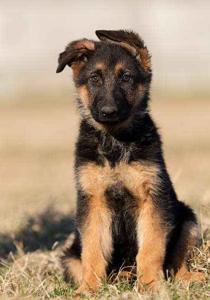 istock Sheepdog puppy for a walk 1138219769