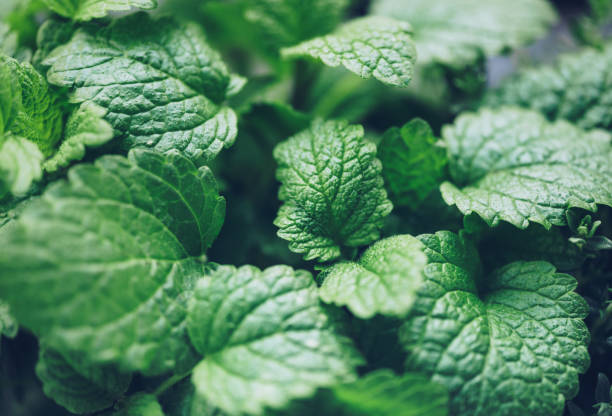 fermez-vous vers le haut de l'herbe de baume de citron - mint photos et images de collection