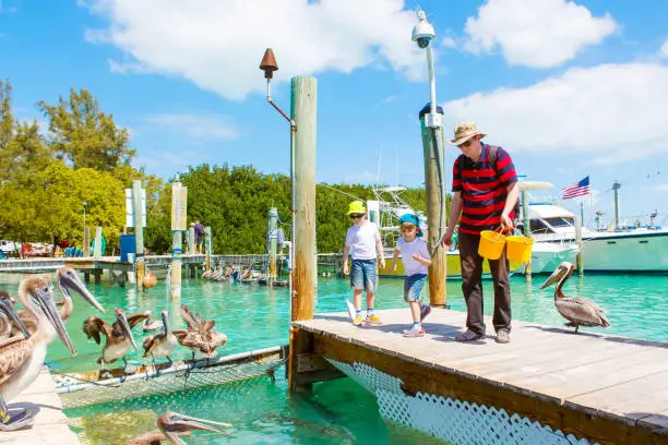 Photo of Young father and two little kid boys feeding fishes and big brown pelicans in port of Islamorada, Florida Keys. Man and his sons, preschool children having fun with observing animals