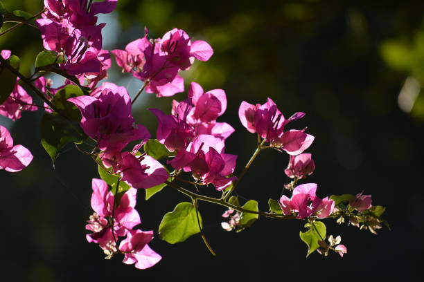 istock The Bougainvillea spectabilis flower 1138223323