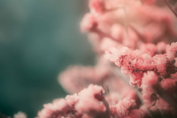 istock Beautiful flowers flowers 1138223643