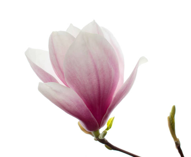 istock Pink magnolia isolated on white 1138223822