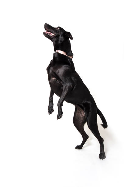 istock An athletic dog jumping on a white background. 1138224007