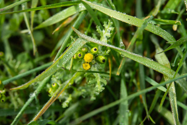 Common groundsel (Senecio vulgaris) flowers in bloom in spring.