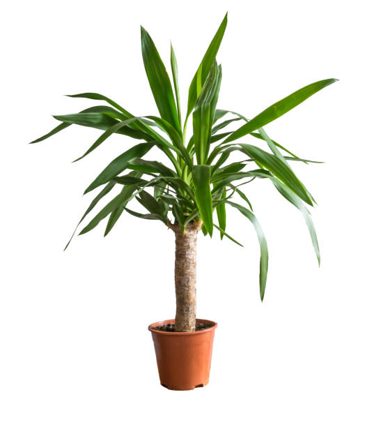 istock Potted yucca isolated on white background. 1138226430