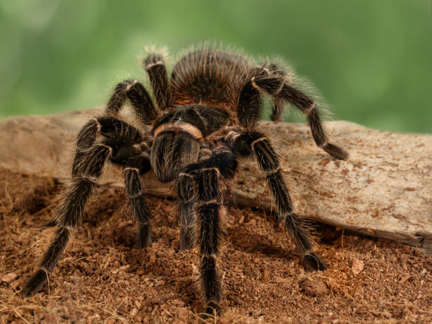 Closeup female of spider tarantula on the snag on green background. Closeup female of spider tarantula  (Lasiodora parahybana) on the snag on green leaves background. arachnology stock pictures, royalty-free photos & images