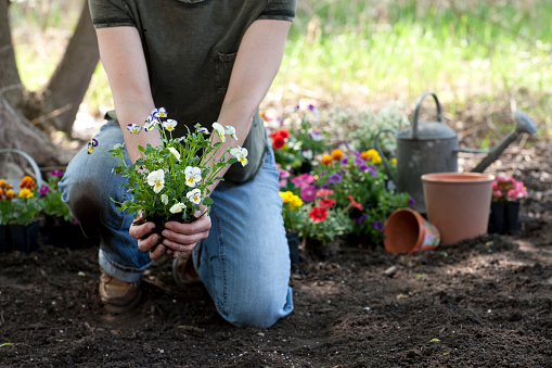 Woman gardening and holding Viola flowers in her hands.