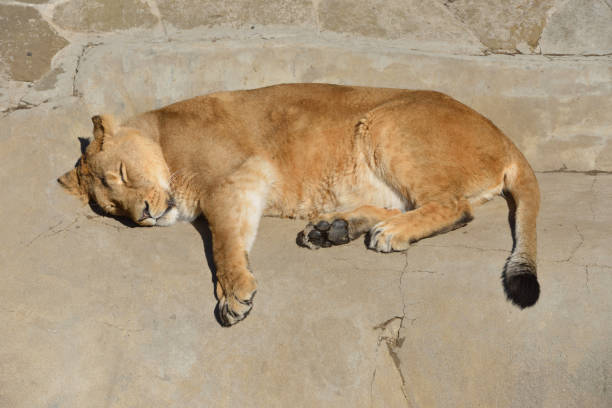 Sweet Dreams. Asian lioness (Pantera leo persica) sleeps