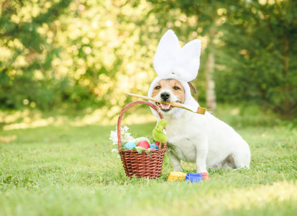 Amusing dog with bunny ears made gift basket with traditional Easter symbols Jack Russell Terrier holding paintbrush in mouth breed eggs stock pictures, royalty-free photos & images