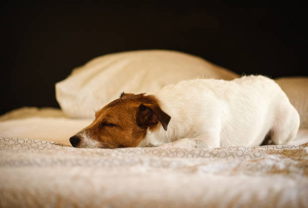 居心地のよいシーンでいたずらな犬は、所有者のベッドで眠っている - oversleep ストックフォトと画像