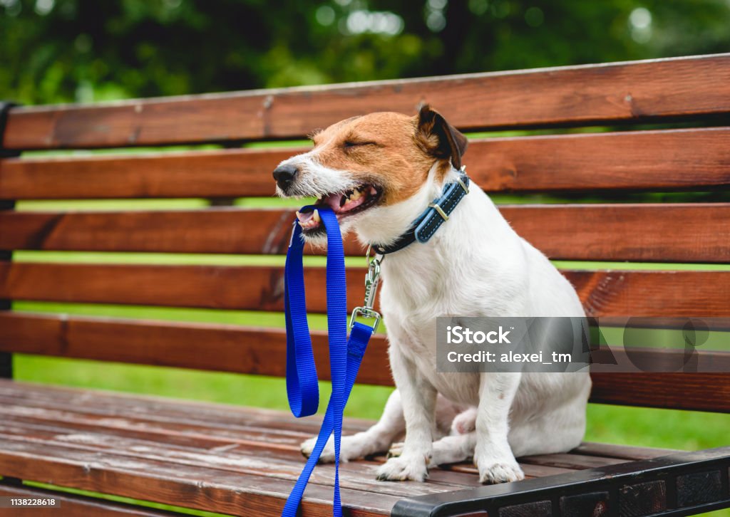 공원에서 산책 하는 행복 한 개 벤치에 앉아서 입에 가죽 끈을 들고 개에 대한 스톡 사진 및 기타 이미지 - 개, 애완동물 목걸이,  0명 - Istock