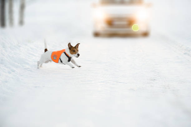 conceito da segurança de estrada com o cão que desgasta a veste reflexiva funciona na estrada escorregadia após a esfera na frente do carro - car winter road reflector snow - fotografias e filmes do acervo