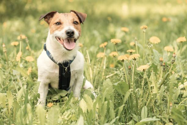 istock Happy dog posing at spring lawn between dandelion flowers 1138228622