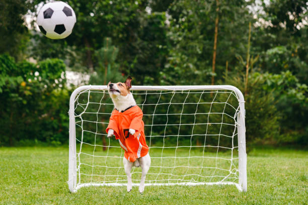 funny dog wearing orange kit of dutch national team catching football (soccer) ball - holanda futebol imagens e fotografias de stock