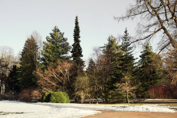 Spring, March, park, nature, sky, snow, landscape, coniferous trees, walk, outdoors