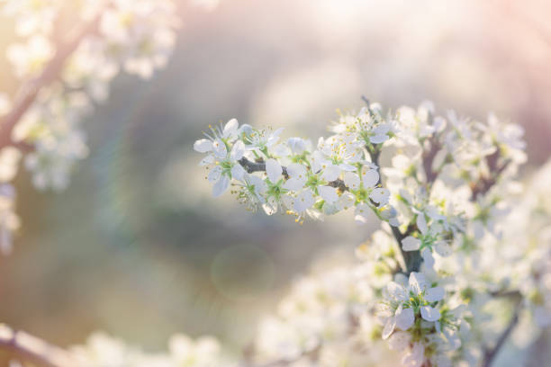 flowering branch of fruit tree, blosomed branch lit by sunlight - sky brightly lit branch bud imagens e fotografias de stock
