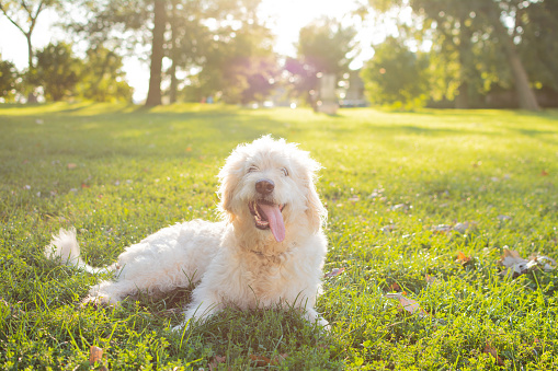 White Labradoodle smiling on grass on a sunny morning