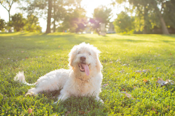 Happy Labrador Mix Dog White Labradoodle smiling on grass on a sunny morning labradoodle stock pictures, royalty-free photos & images