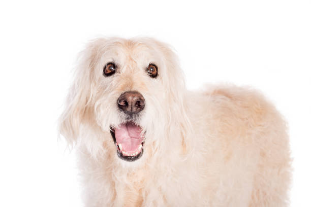Smiling Yellow Labrador and Poodle Mix Dog shot in studio on white backdrop