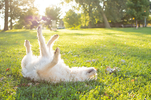 White Labrador Mix dog rolling around in the grass playing with feet in the air smiling