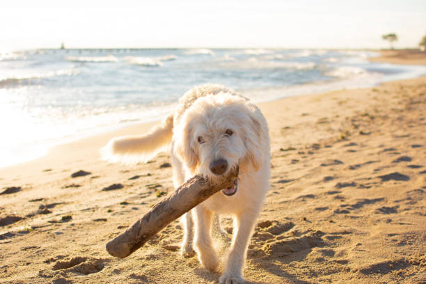istock Happy Labradoodle Dog Playing on Beach 1138229476