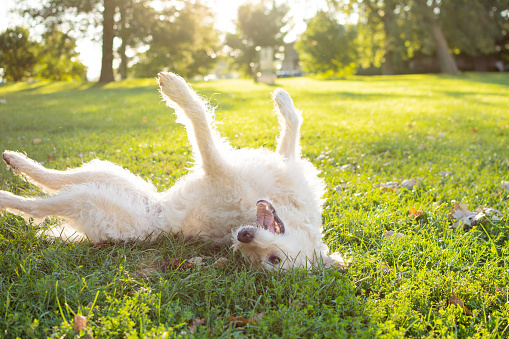 White Labrador Mix dog rolling around in the grass playing with feet in the air smiling