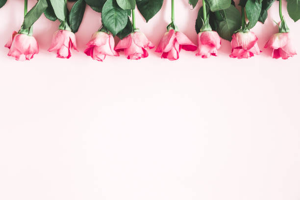 istock Flowers composition. Pink rose flowers on pastel pink background. Flat lay, top view, copy space 1138229631