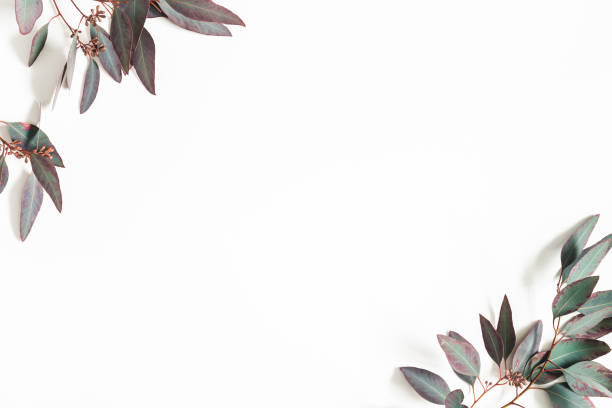 istock Eucalyptus leaves on white background. Frame made of eucalyptus branches. Flat lay, top view, copy space 1138230208